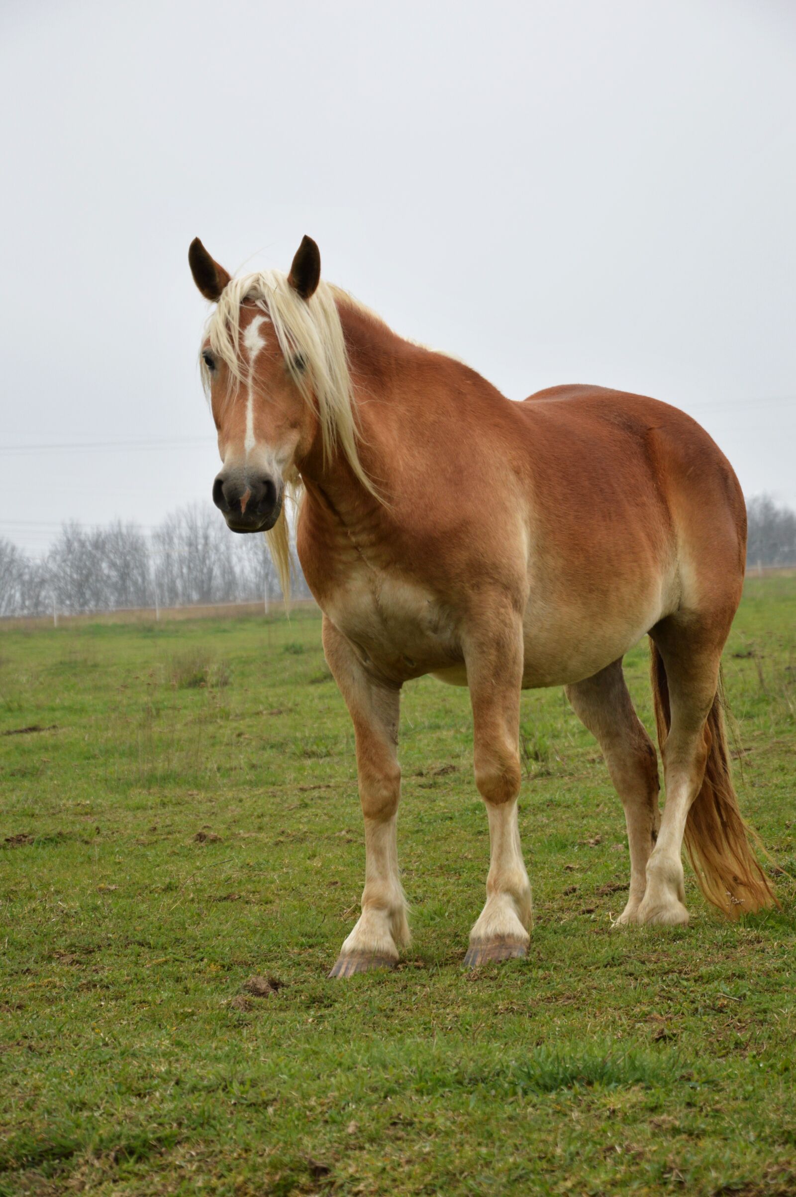 Nikon D3200 sample photo. Horse, draft horse, animal photography
