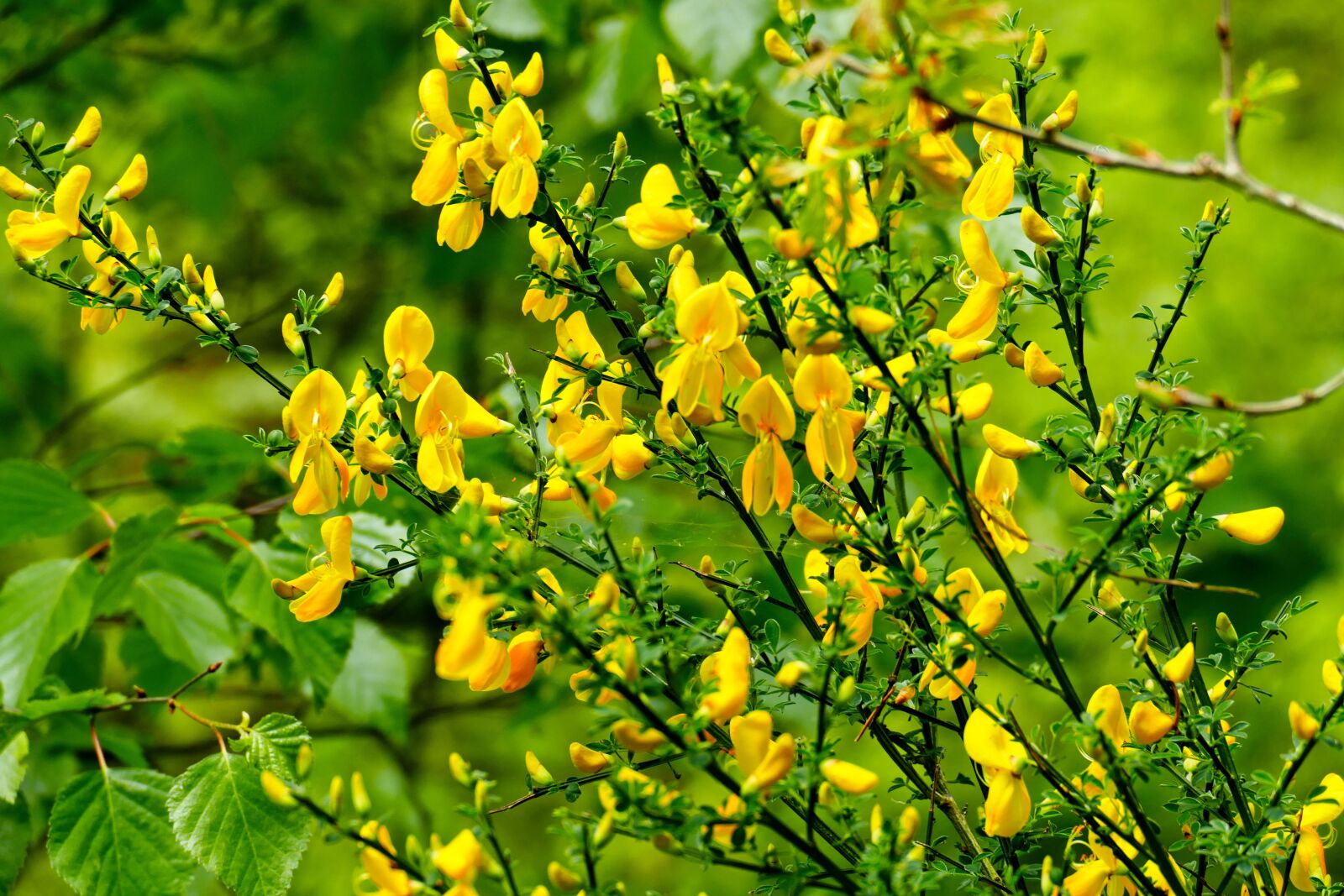 Panasonic Lumix DMC-FZ1000 sample photo. Broom, yellow flower, nature photography