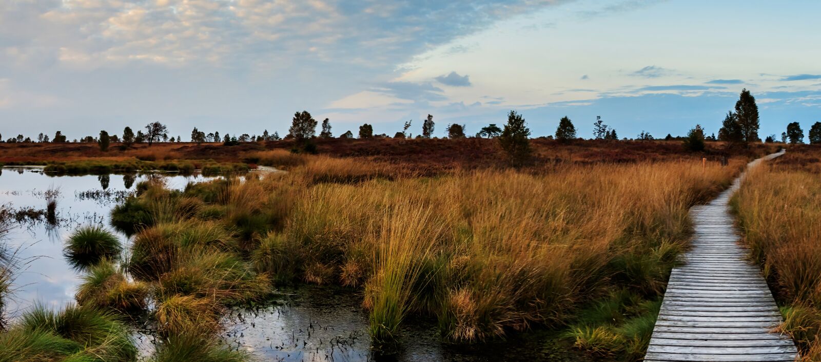 Canon EOS 80D sample photo. Moor, heide, nature photography