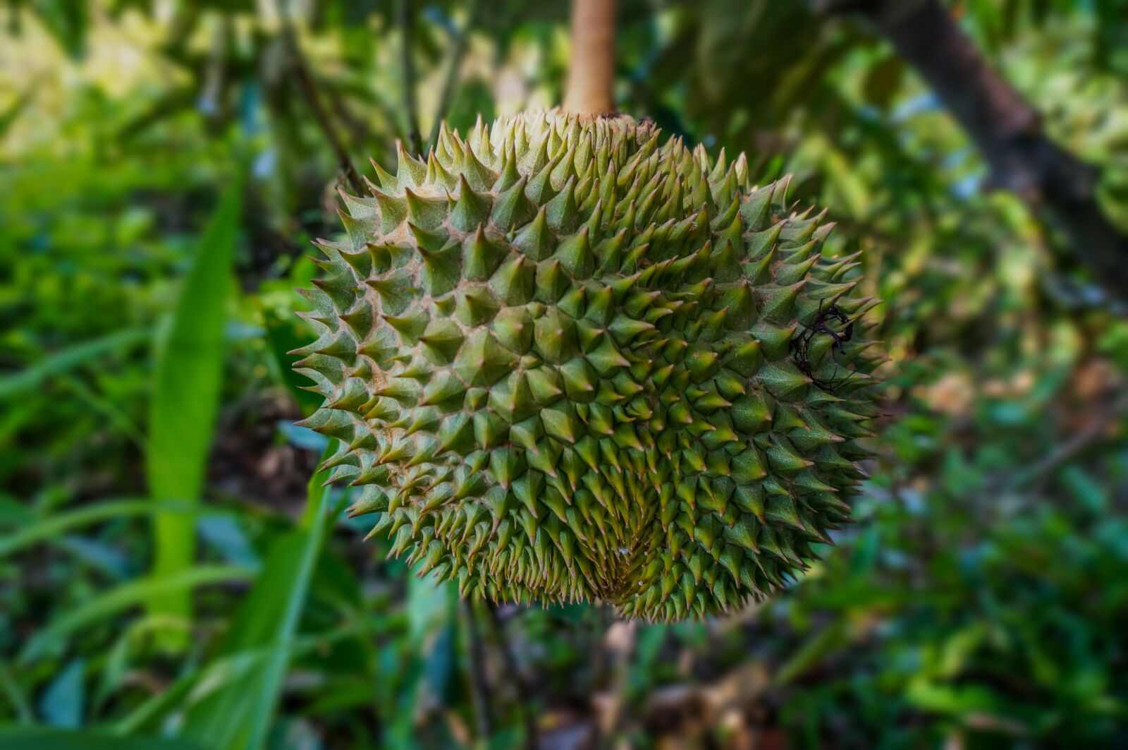 Sony Alpha NEX-3N sample photo. Fruit, durian, tropical photography