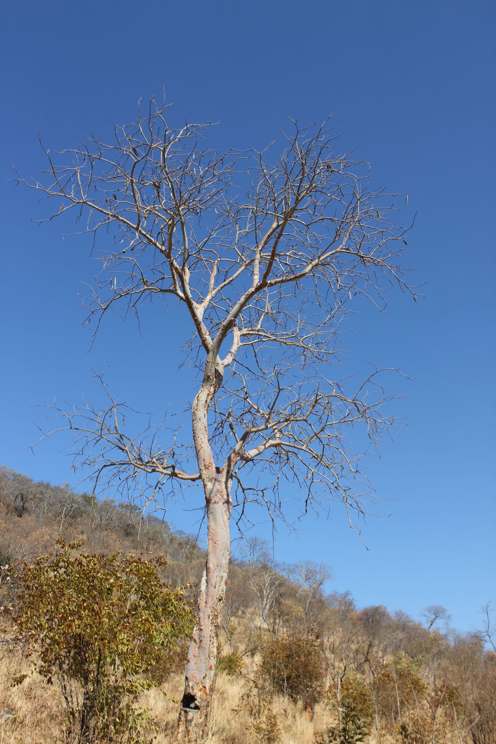 Canon EOS 550D (EOS Rebel T2i / EOS Kiss X4) sample photo. Tree, dry, zambia photography