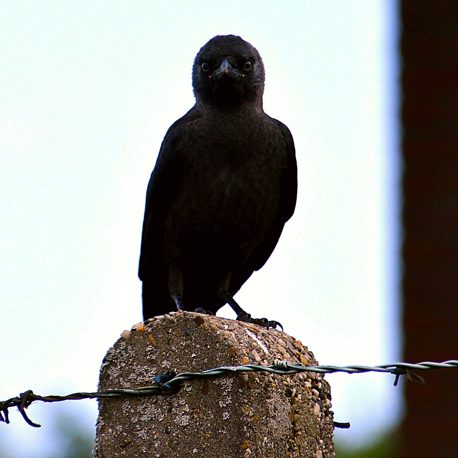 Nikon D3200 sample photo. Jackdaw, young animal, black photography