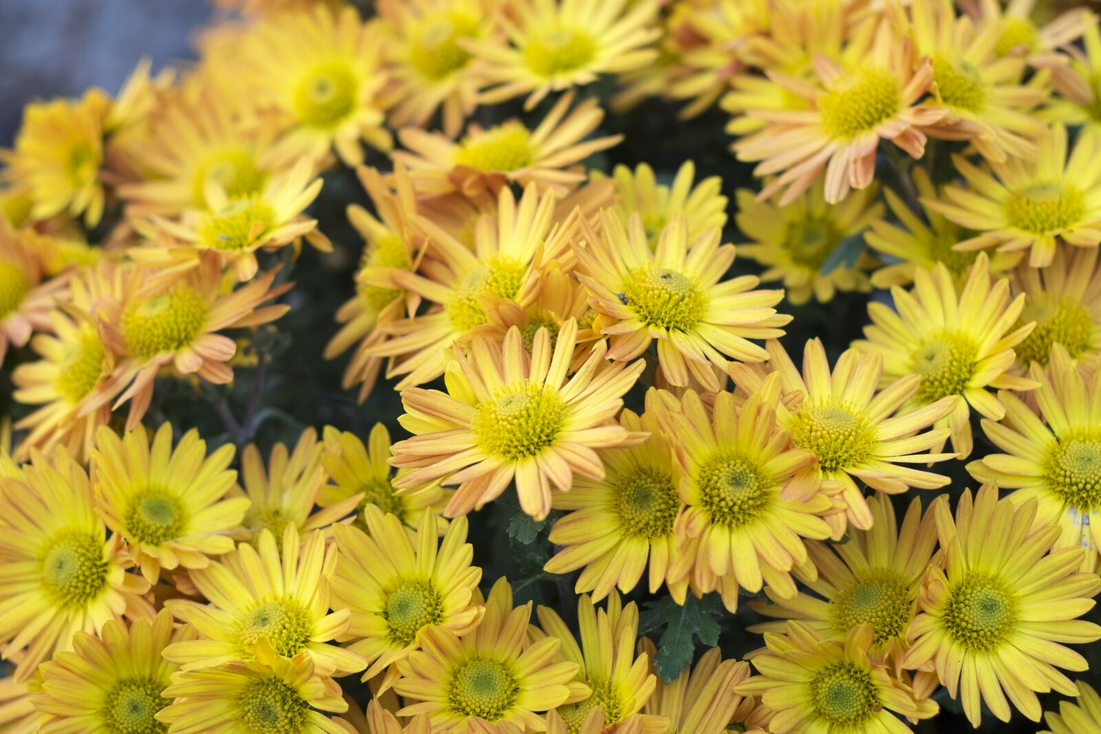 Fujifilm X-T10 sample photo. Flower, autumn, summer photography