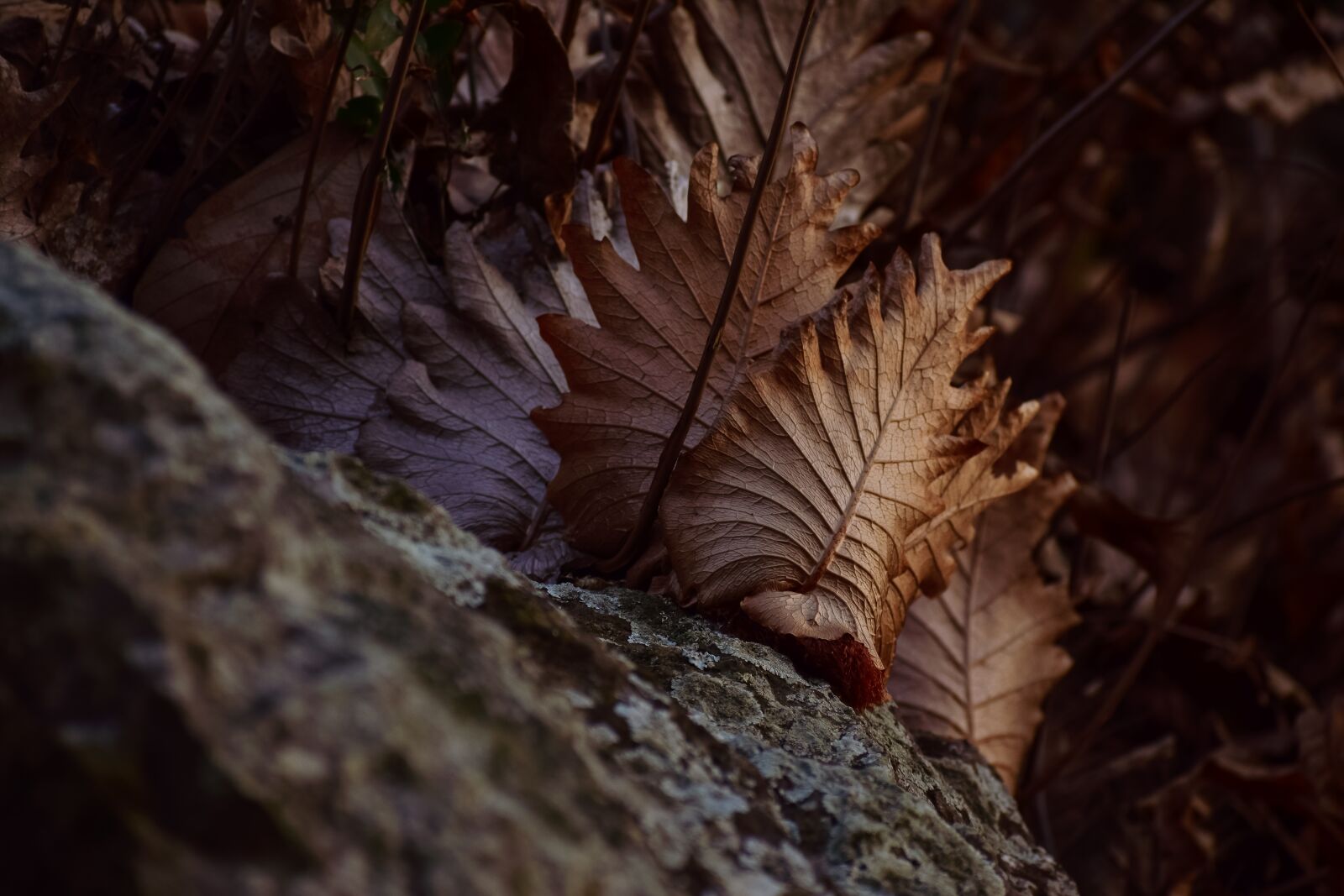 Nikon D5300 sample photo. Leafs, stone, sunlight photography
