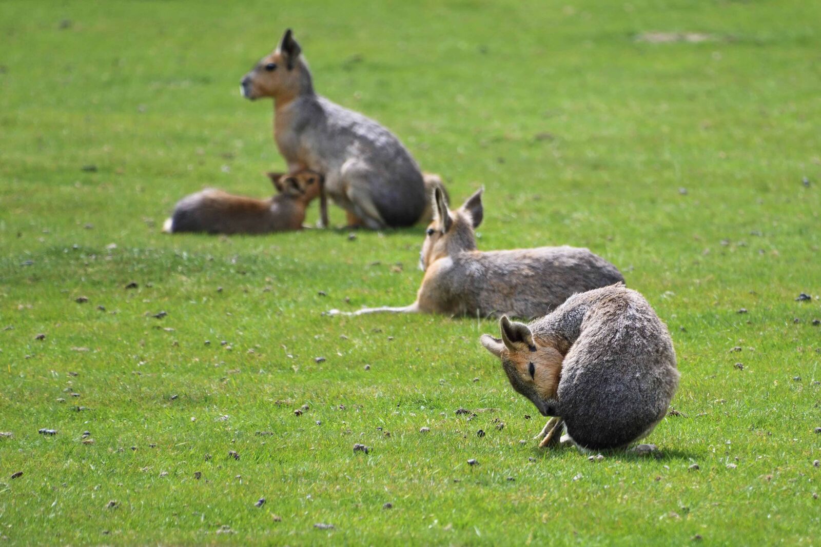 Nikon D500 sample photo. Green grass, animal, outdoor photography