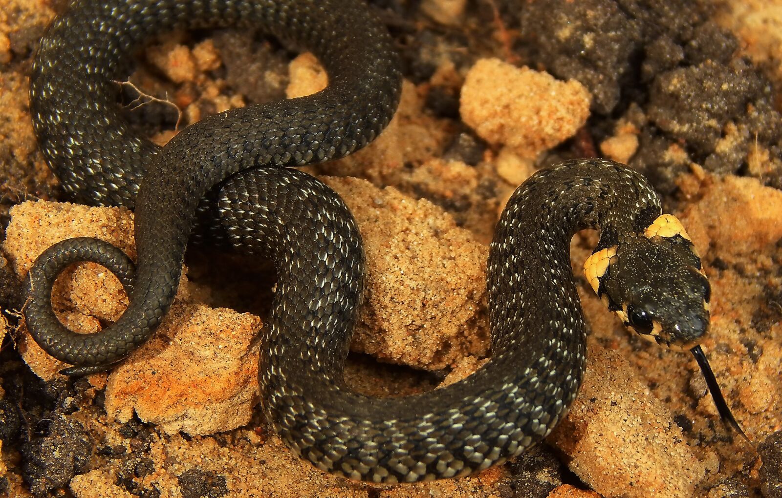 Nikon Coolpix L820 sample photo. Macro, snake, belarus photography