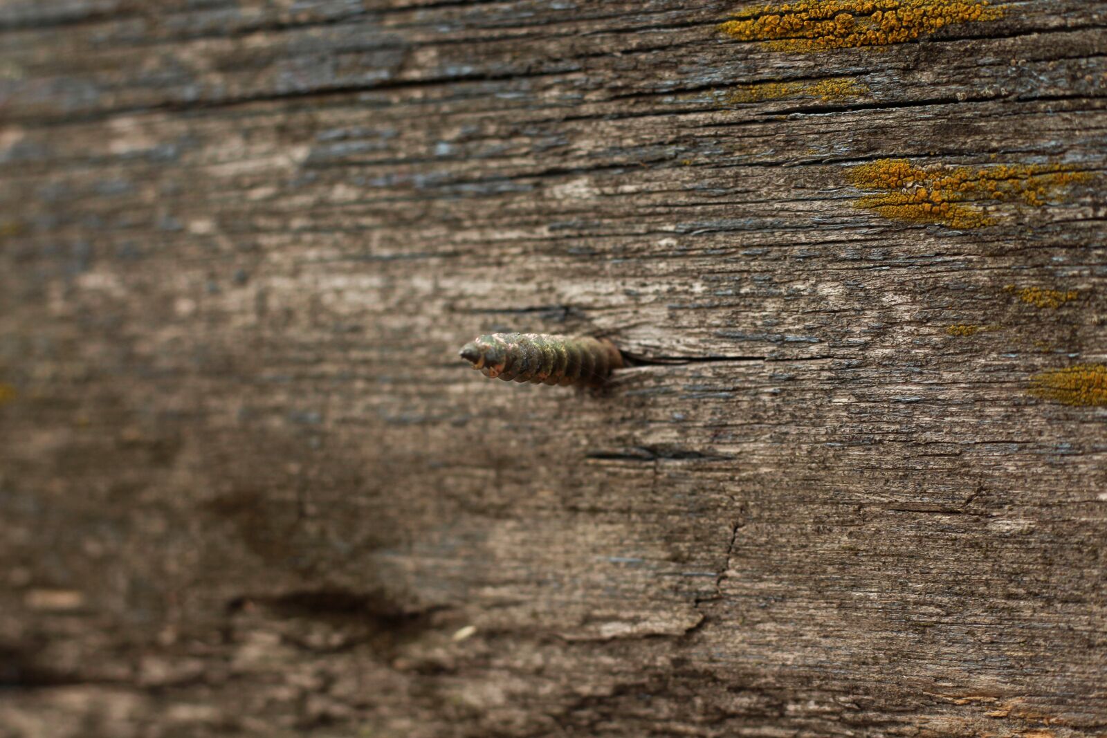 Canon EOS 700D (EOS Rebel T5i / EOS Kiss X7i) sample photo. Screw, nail, pointed photography