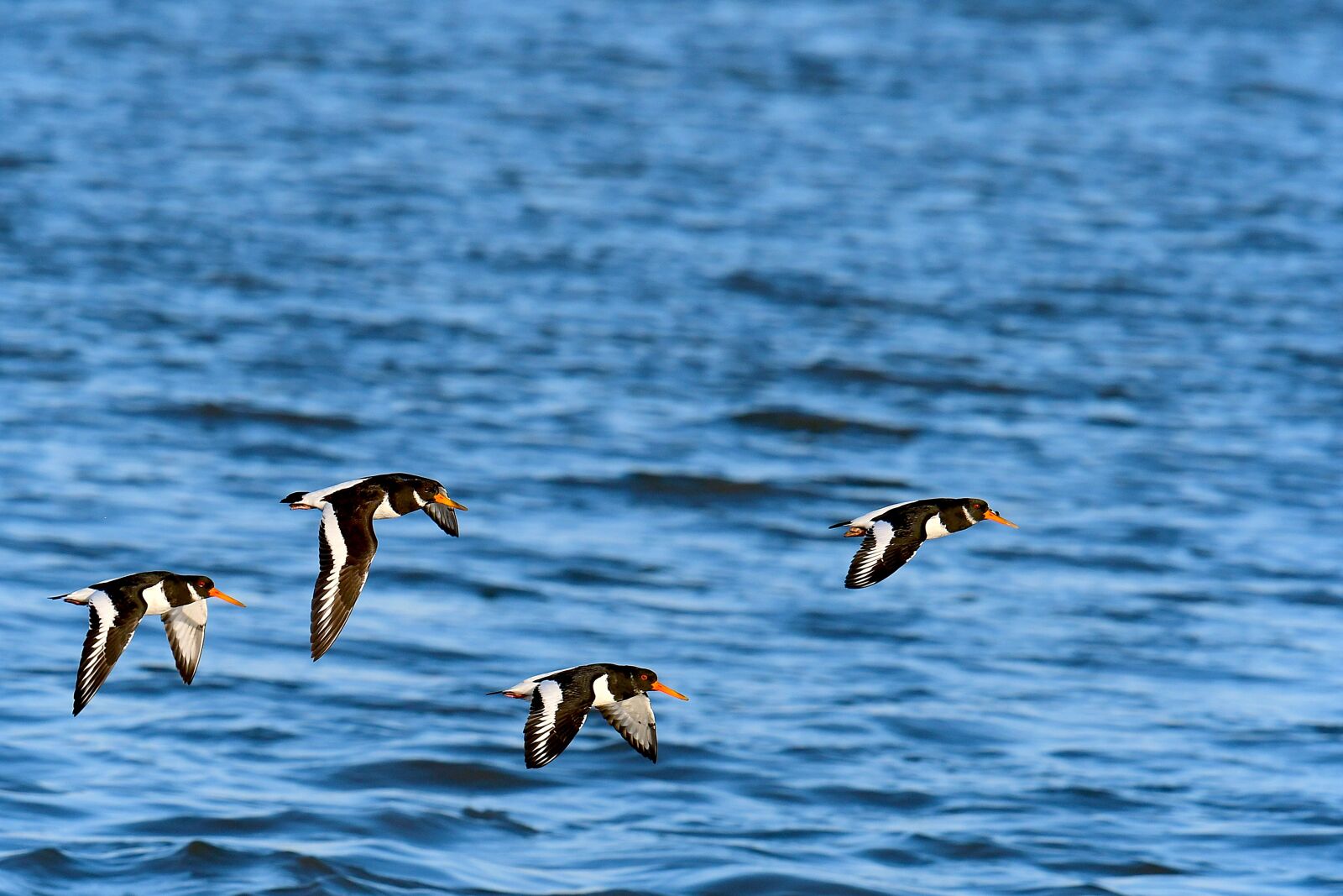 Nikon D500 sample photo. Oystercatcher, birds, north sea photography