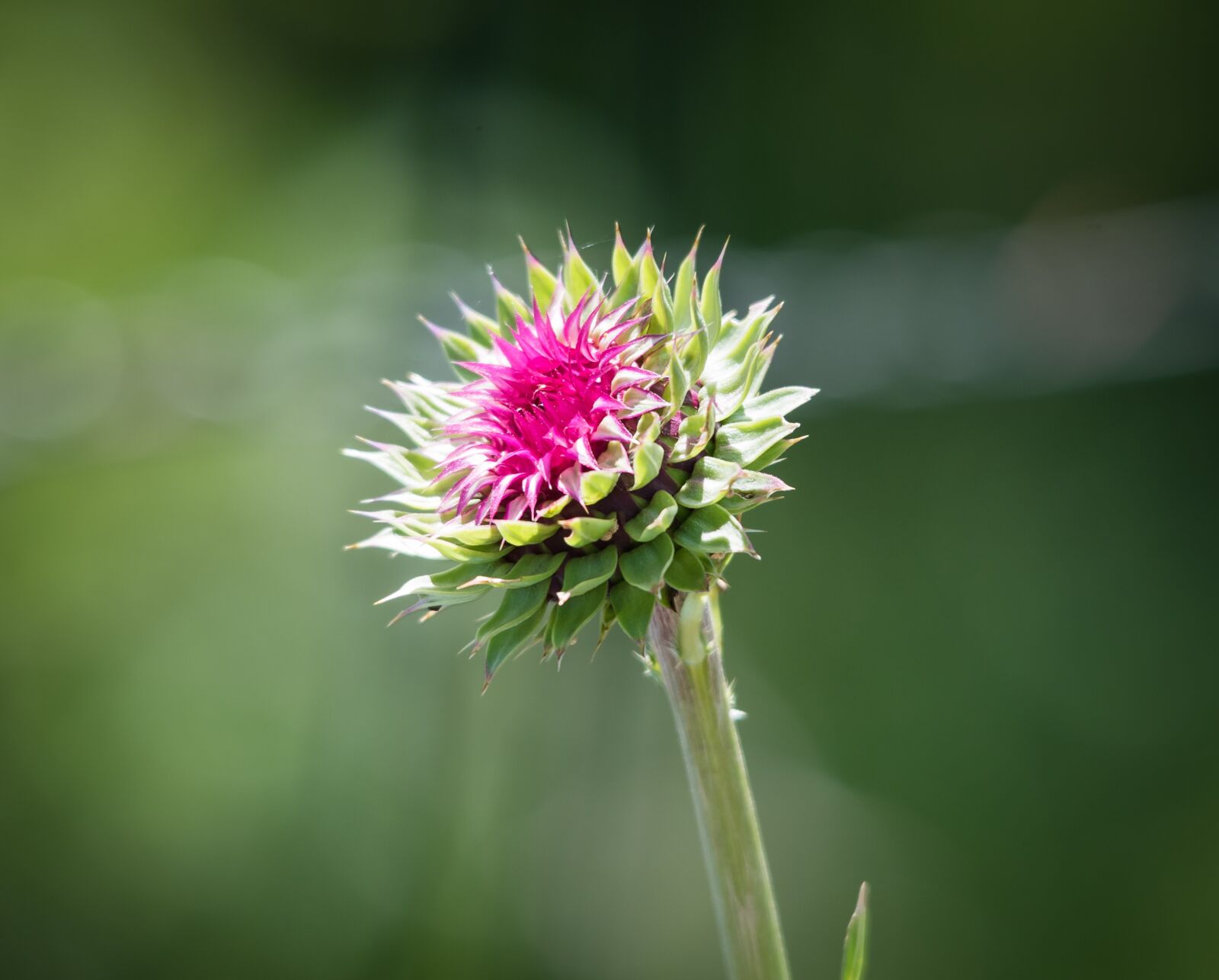 Nikon D750 sample photo. Flower, wildflower, nature photography