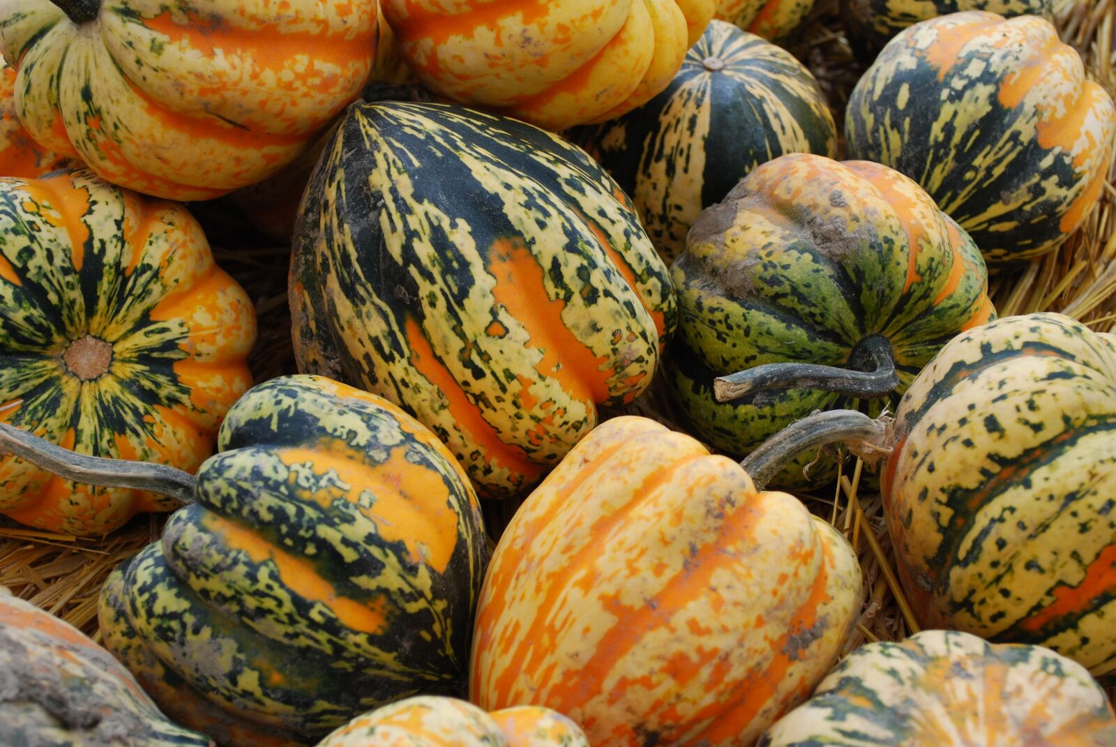 Nikon D60 sample photo. Acorn squash, fall, vegetable photography