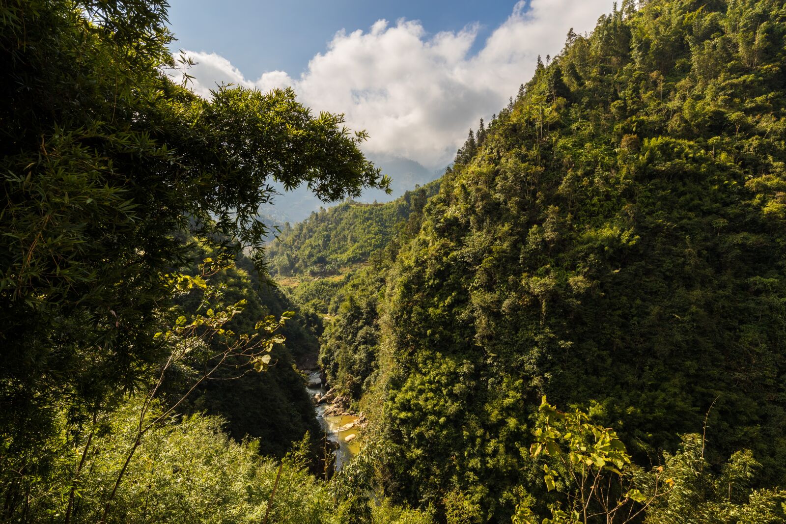 Canon EF 16-35mm F4L IS USM sample photo. Tree, nature, landscape photography