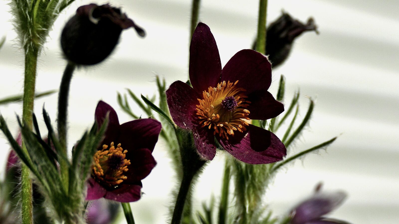 Panasonic Lumix DMC-FZ1000 sample photo. Spring, flower, garden photography
