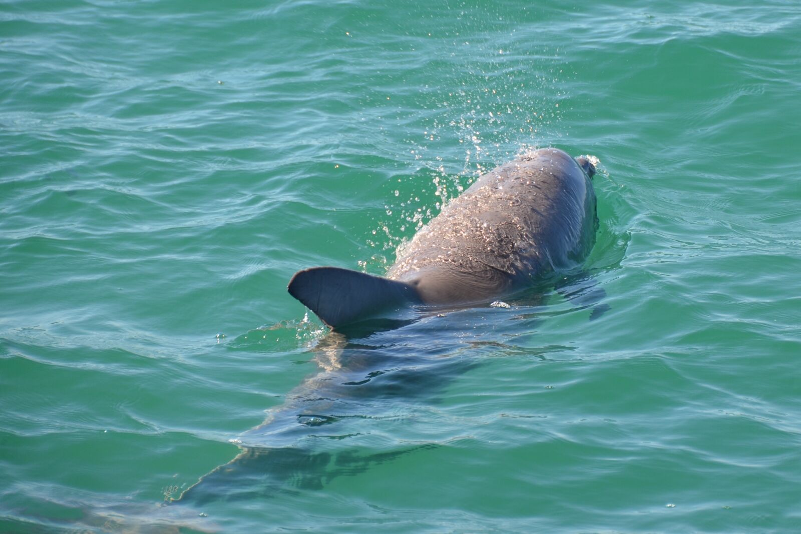 Nikon D5100 sample photo. Dolphin, mammal, sea photography
