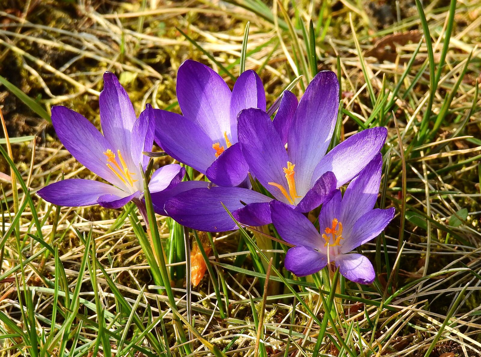 Nikon Coolpix P900 sample photo. Nature, flower, plant photography