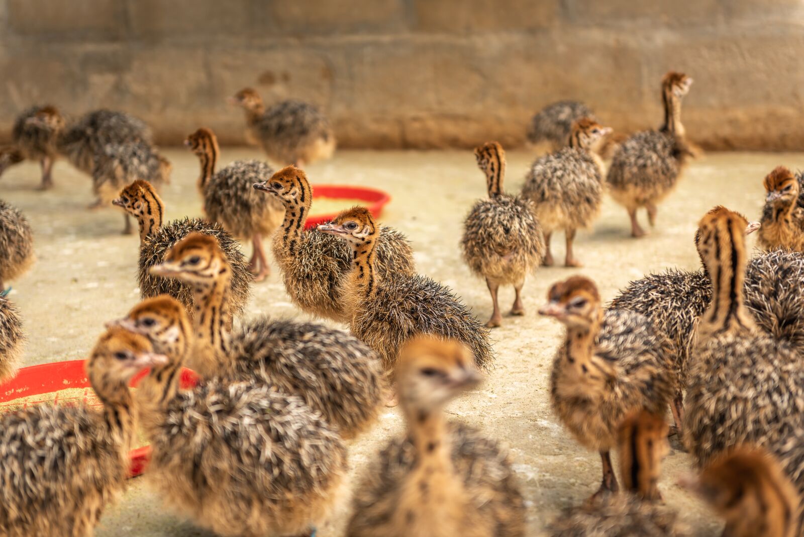 Nikon D750 sample photo. Street chicks, young animals photography