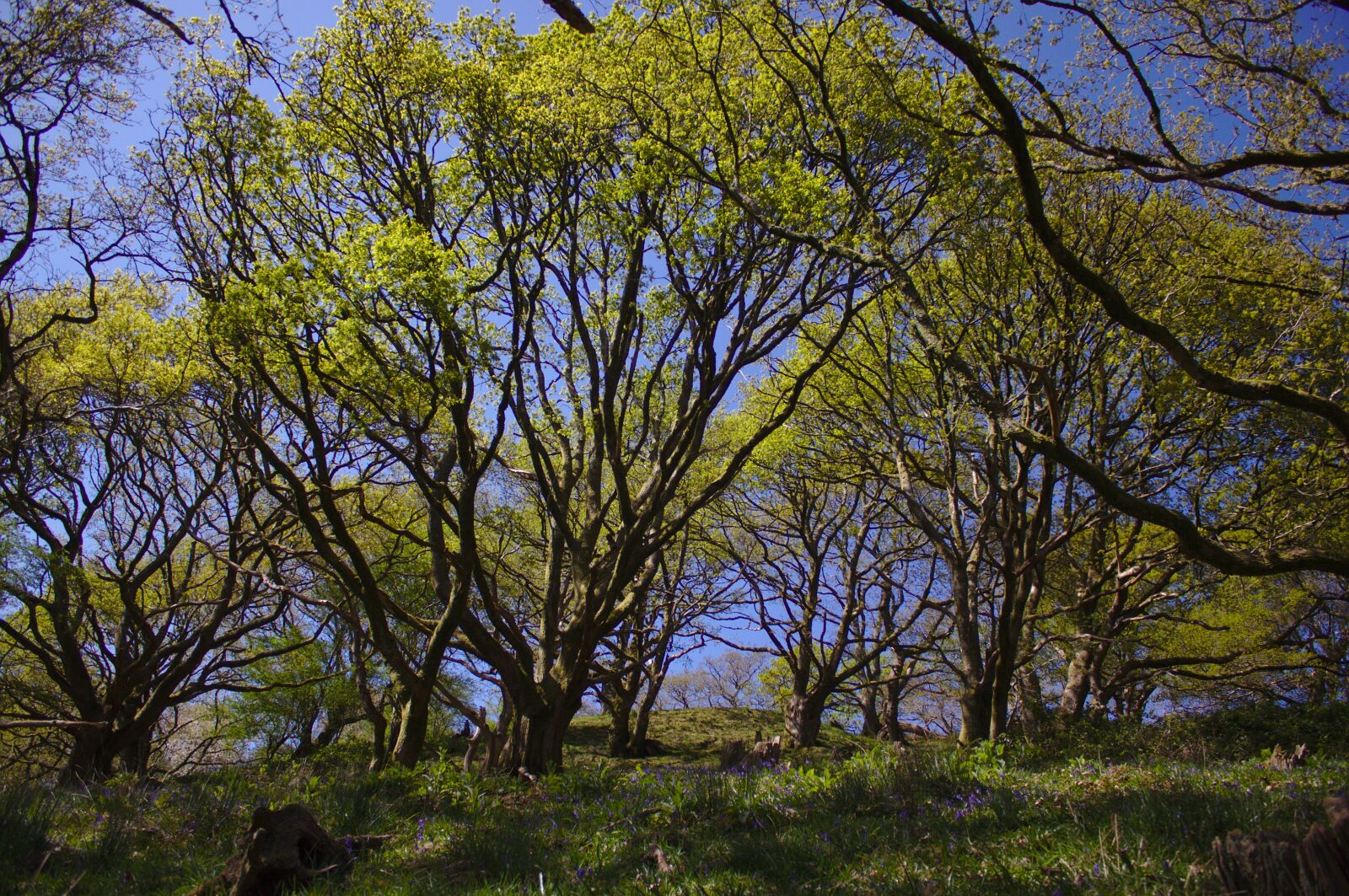 Canon EOS 50D sample photo. Spring, bluebells, woods photography