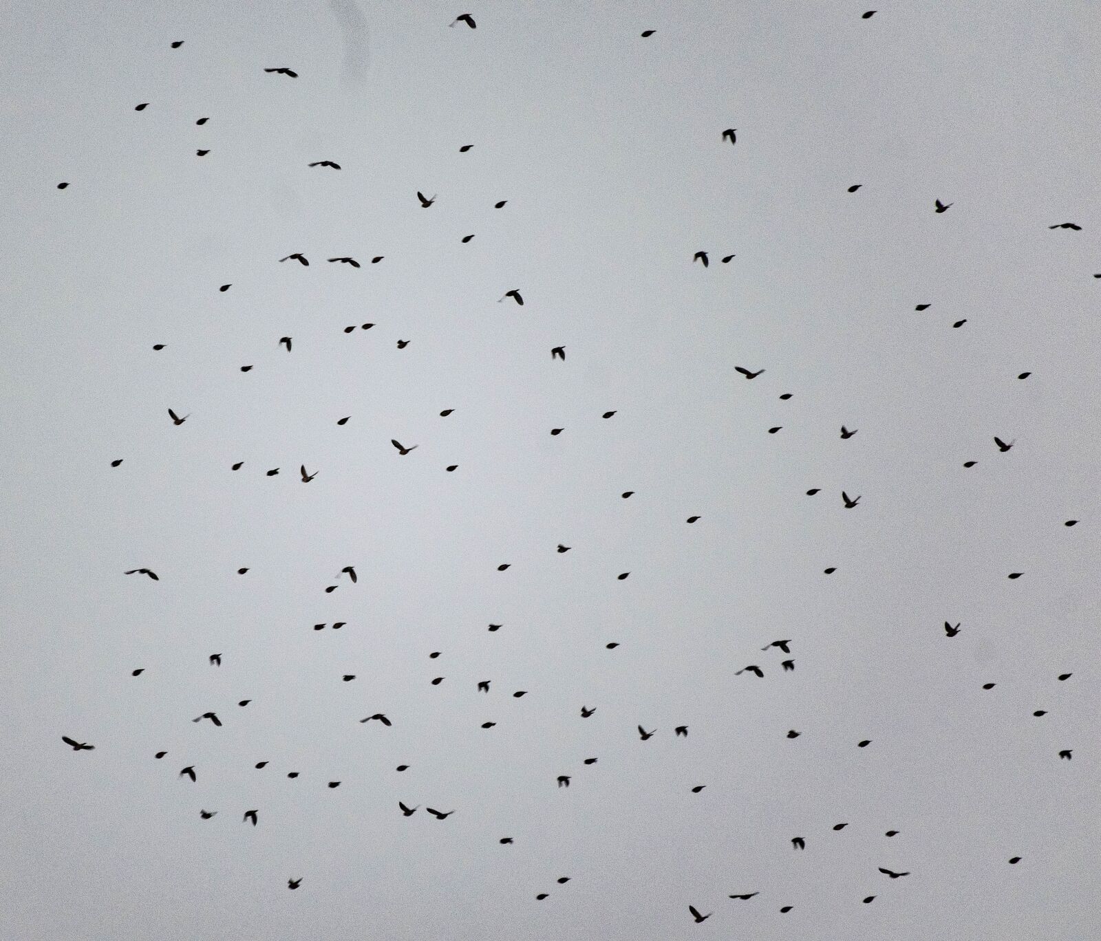 Nikon D3300 sample photo. Flock, birds, geese photography