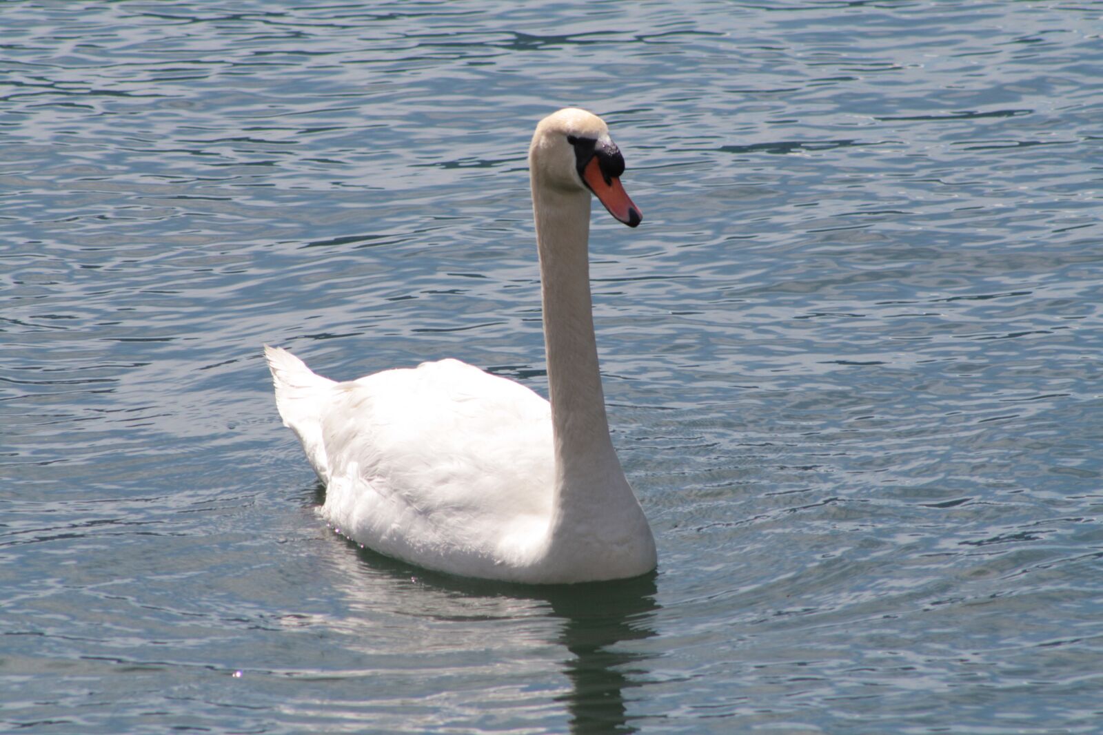 Canon EOS 1000D (EOS Digital Rebel XS / EOS Kiss F) sample photo. Swan, lake, water photography