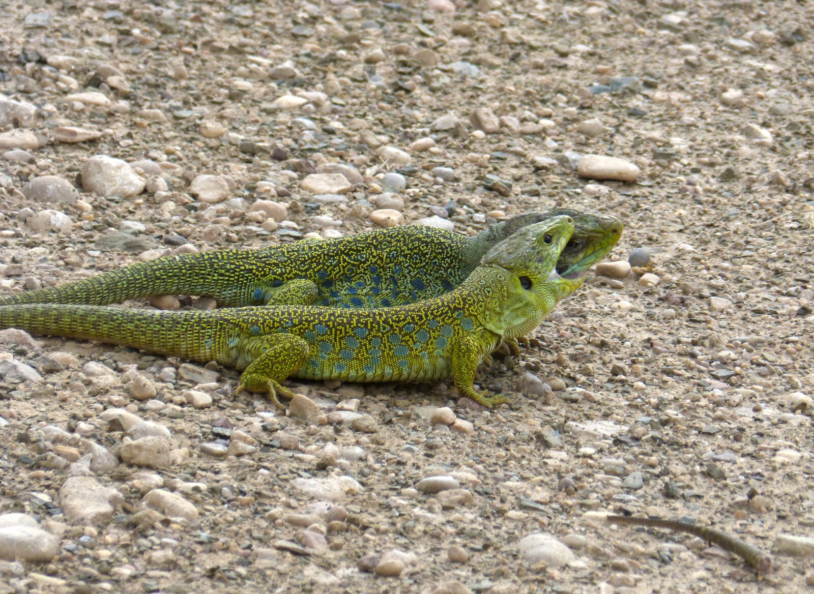 Panasonic DMC-FZ62 sample photo. Lizards, ocellated lizard, quad photography