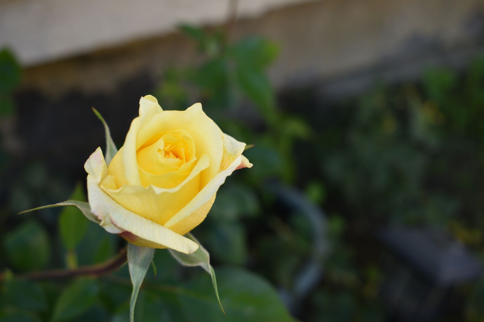 Nikon D3500 sample photo. Rose, flowers, petal photography