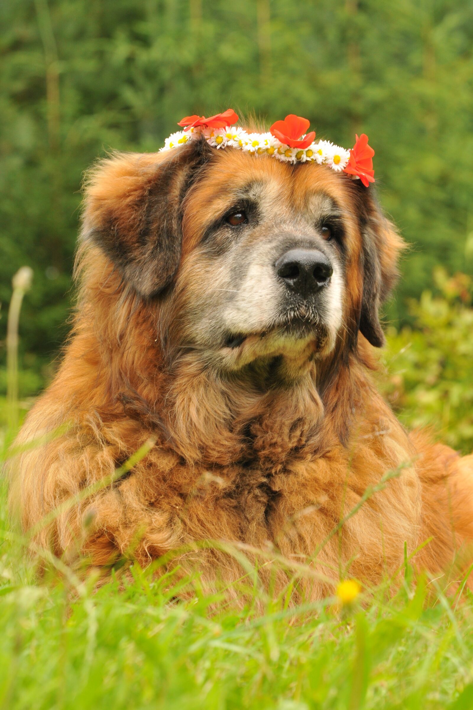 Nikon D300 sample photo. Leonberger, dog, mammal photography