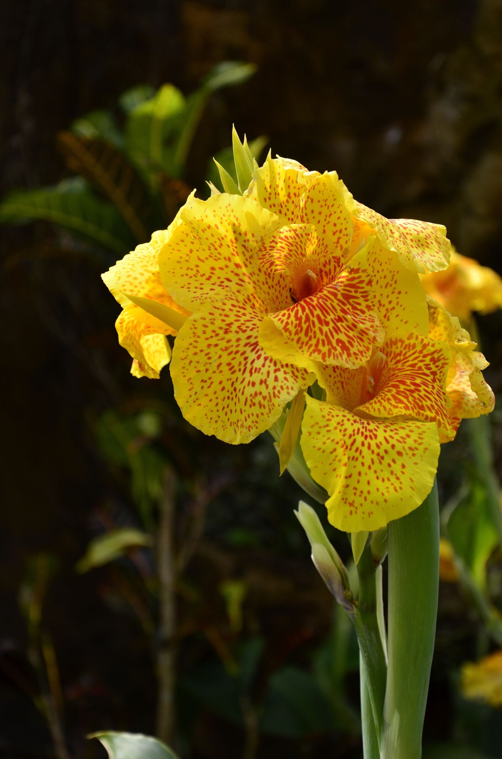 Nikon D7000 sample photo. Nature, plant, flower photography