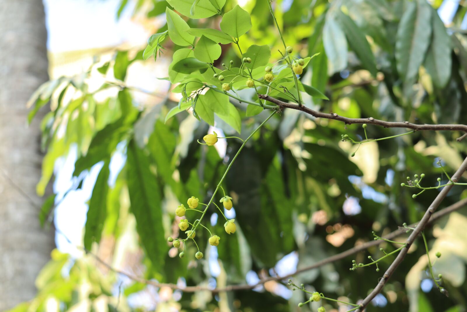 Canon EOS 250D (EOS Rebel SL3 / EOS Kiss X10 / EOS 200D II) sample photo. Nature, kanikonna, kerala photography