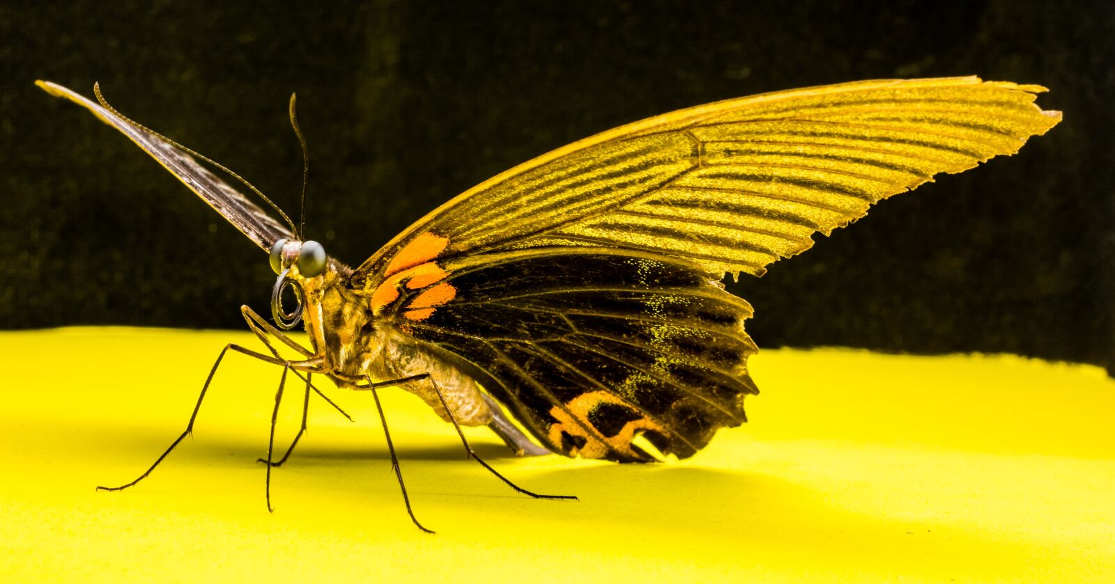 Nikon D5200 sample photo. Butterfly, insect photography