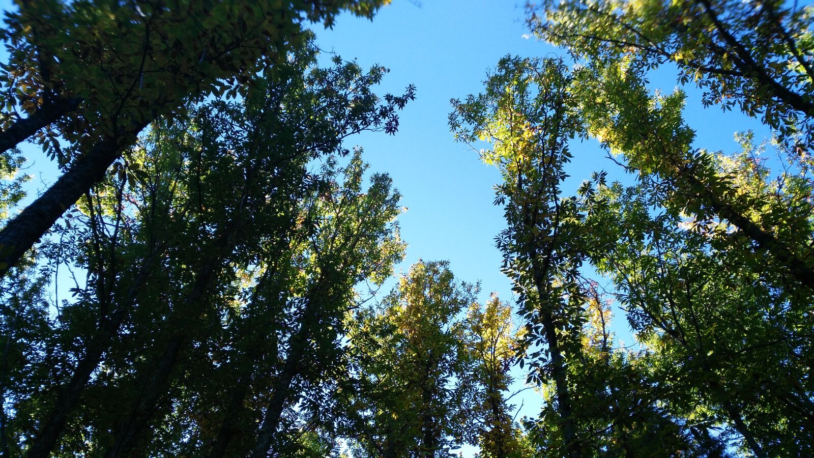 HUAWEI G7-L01 sample photo. Forest, trees, nature photography