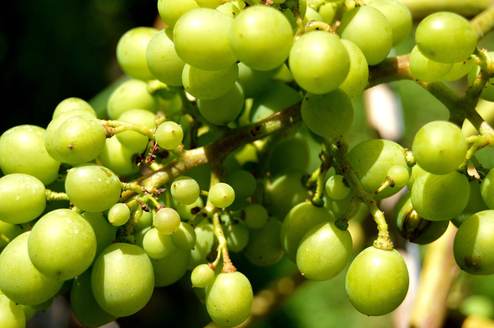 Nikon D3200 sample photo. Grapes, henkel, grape photography