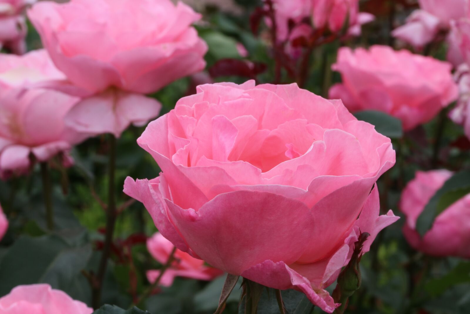 Canon EOS 750D (EOS Rebel T6i / EOS Kiss X8i) sample photo. Rose, rose festival, garden photography