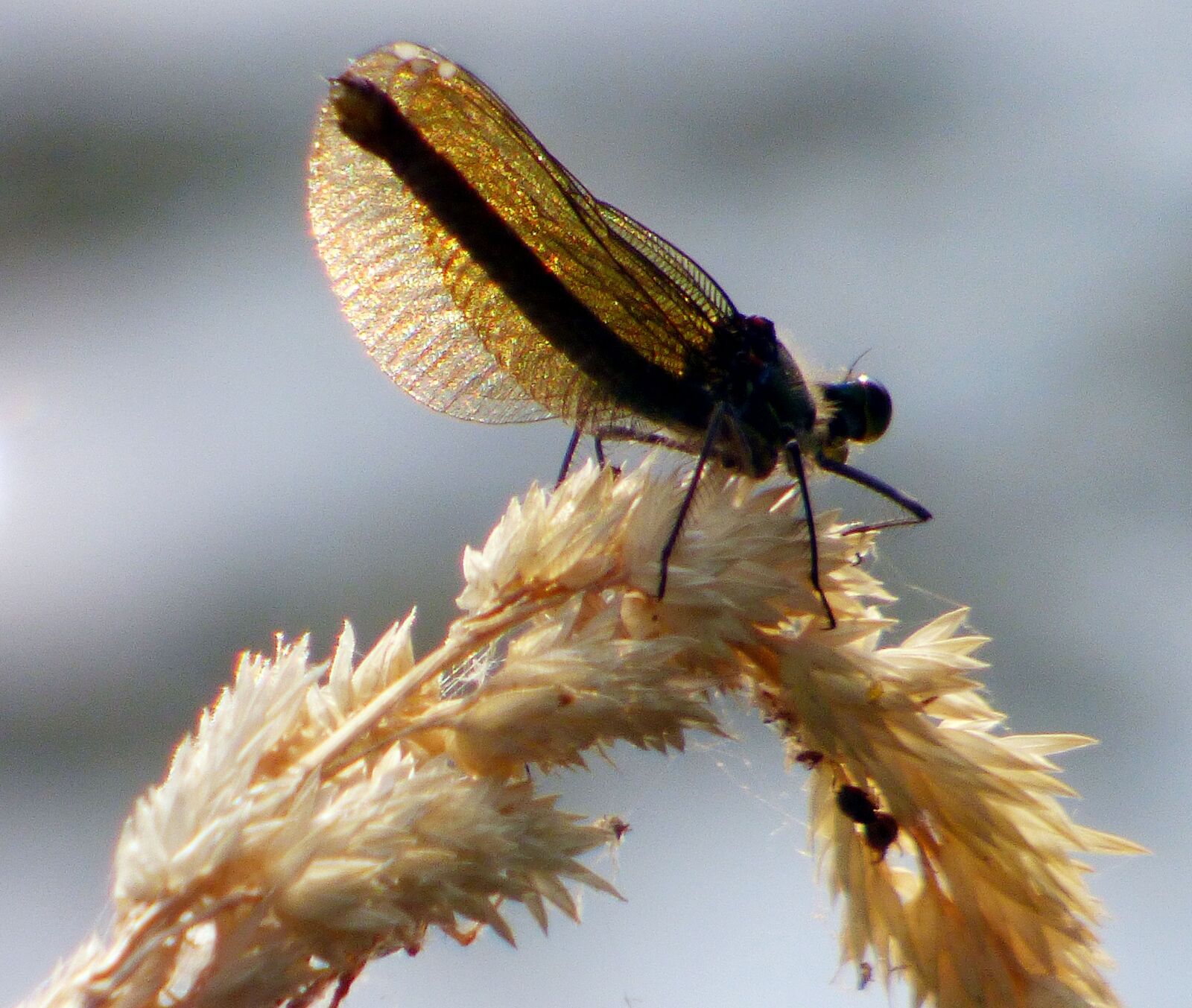 Panasonic DMC-FZ72 sample photo. Dragonfly, insect, nature photography