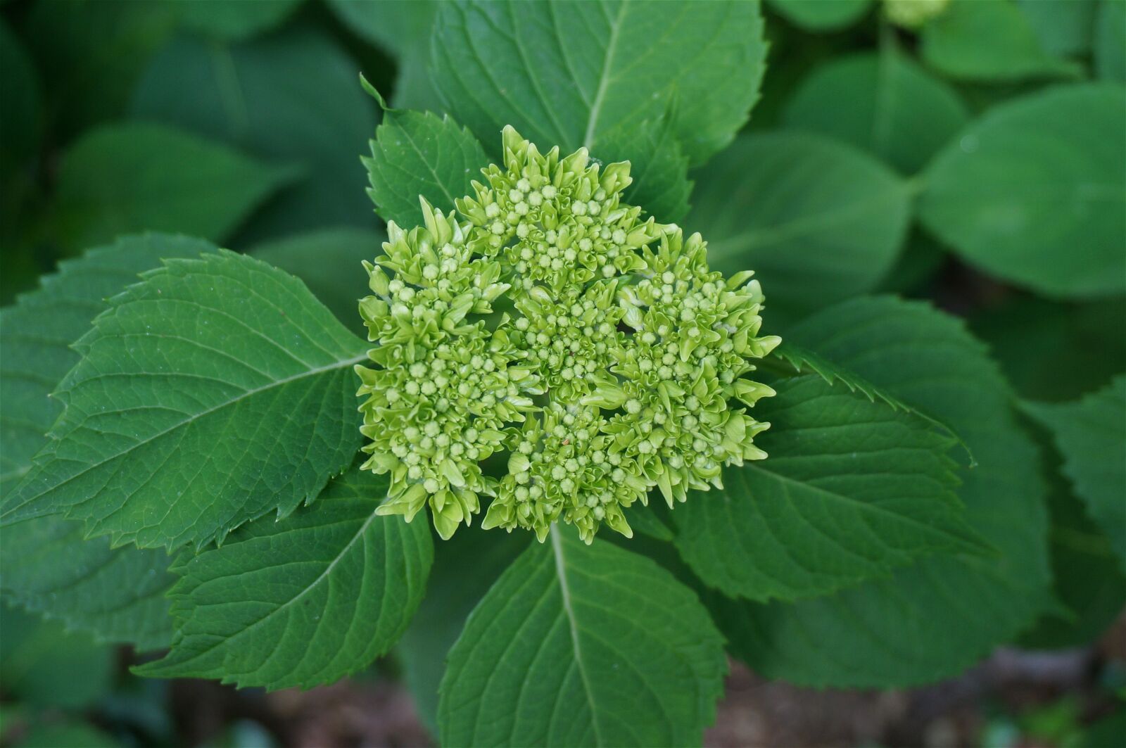 Sony Alpha NEX-5T sample photo. Hydrangea, green buds, flowers photography