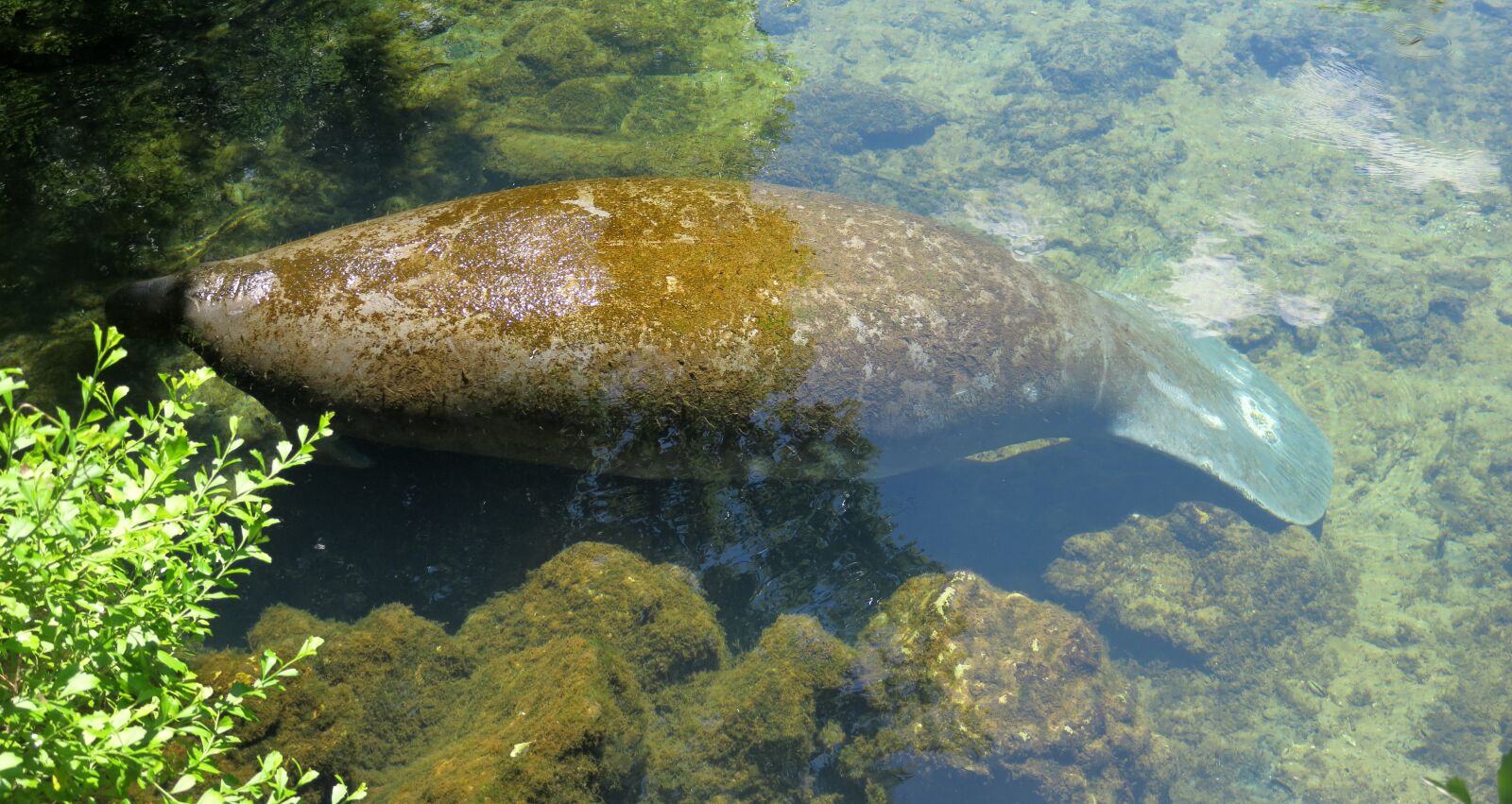 Canon PowerShot G3 X sample photo. Around tail manatee, manati photography