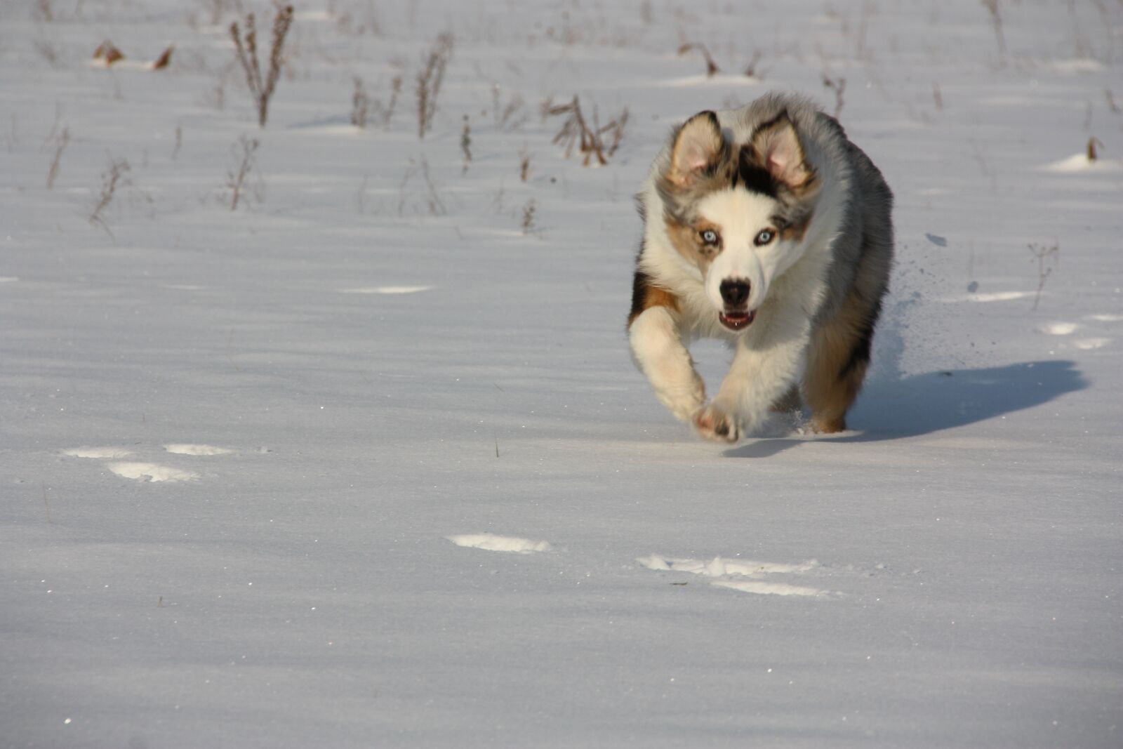Canon EOS 450D (EOS Rebel XSi / EOS Kiss X2) sample photo. In the snow, dogs photography