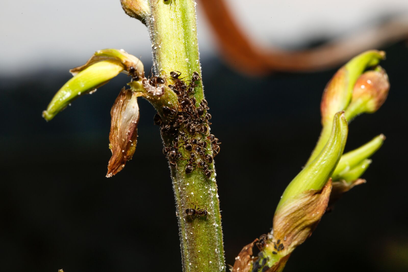 Canon EF 100mm F2.8L Macro IS USM sample photo. Ants, aphids, animals photography
