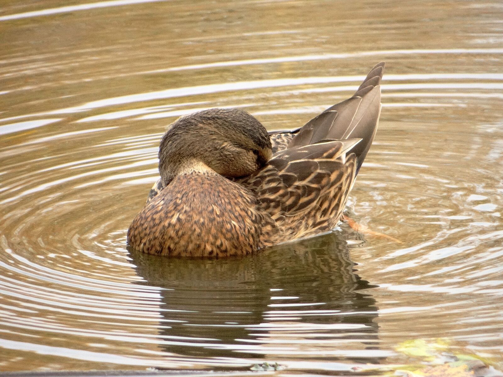 Sony DSC-HX200V sample photo. Duck, crossword, lake photography