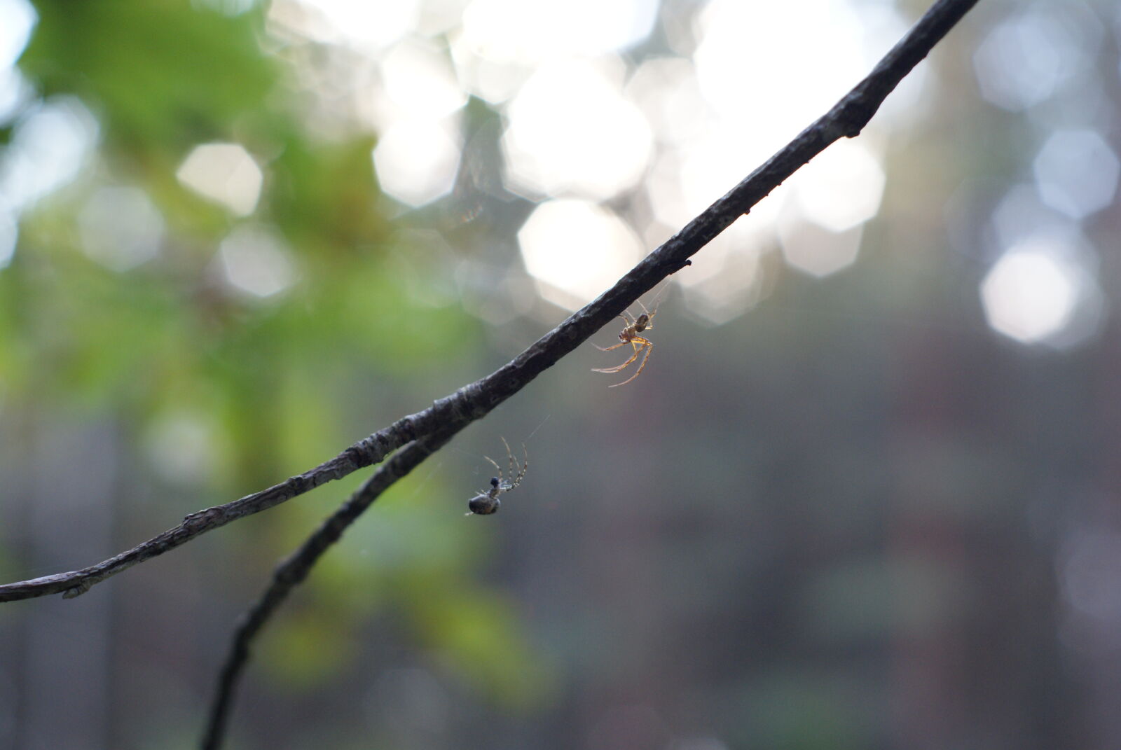 Sony Alpha DSLR-A300 sample photo
