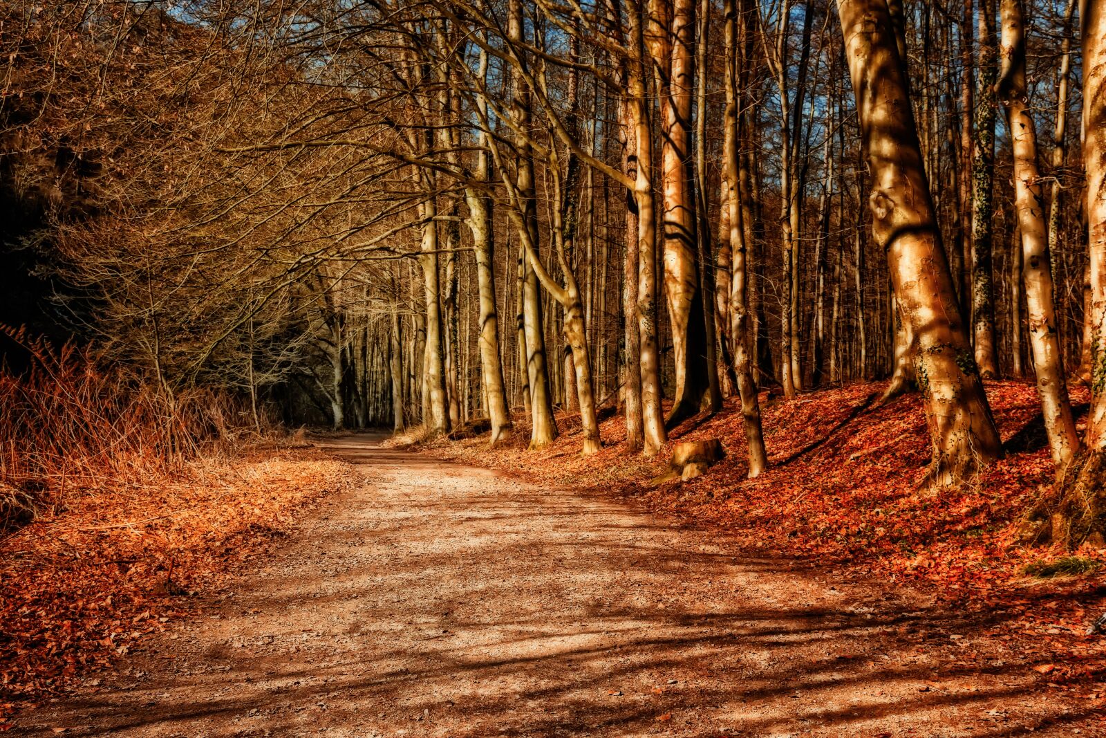 Nikon D3300 sample photo. Forest, away, sunset photography