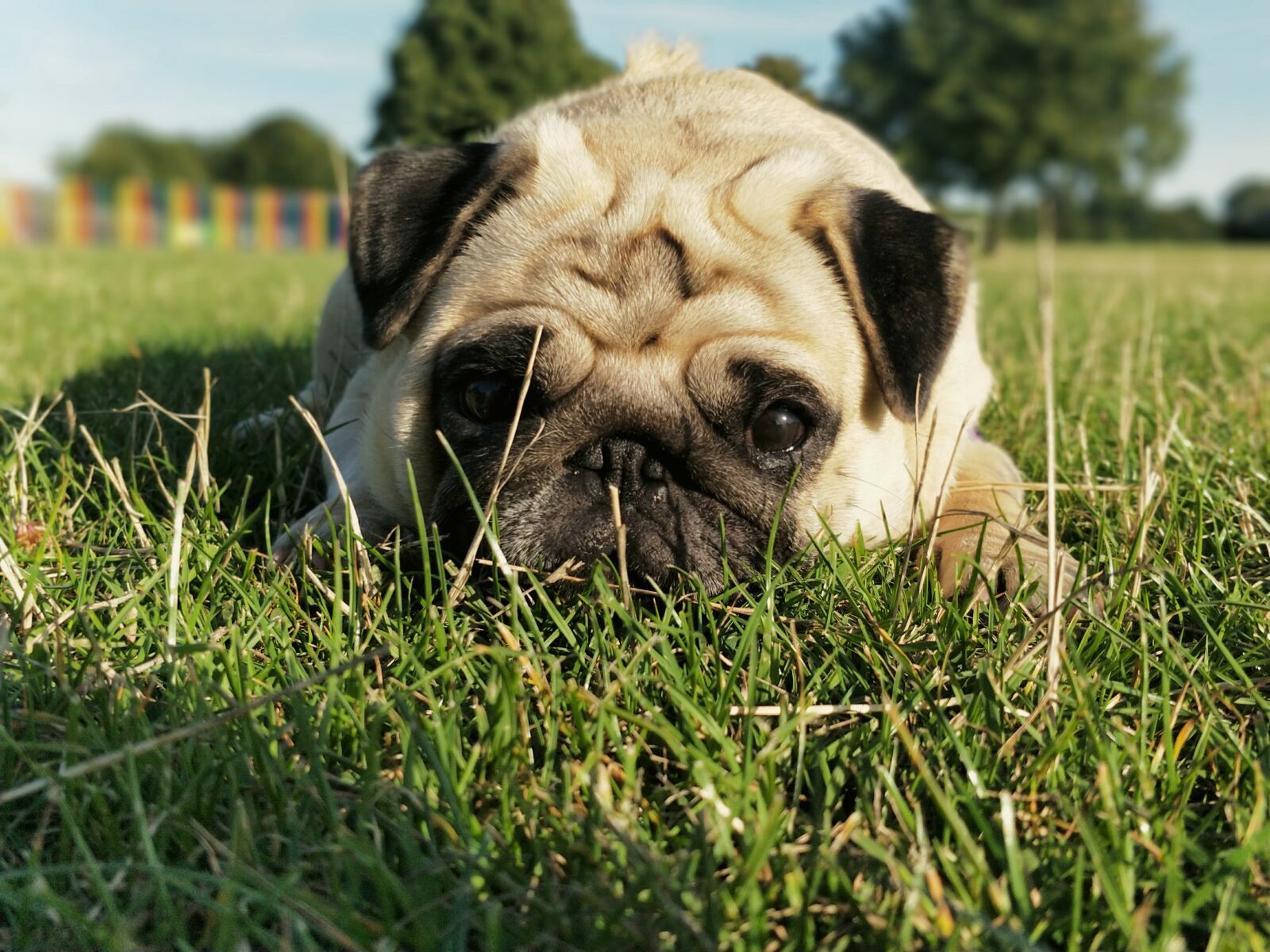 OnePlus 5 sample photo. Pug, pugs, dog photography