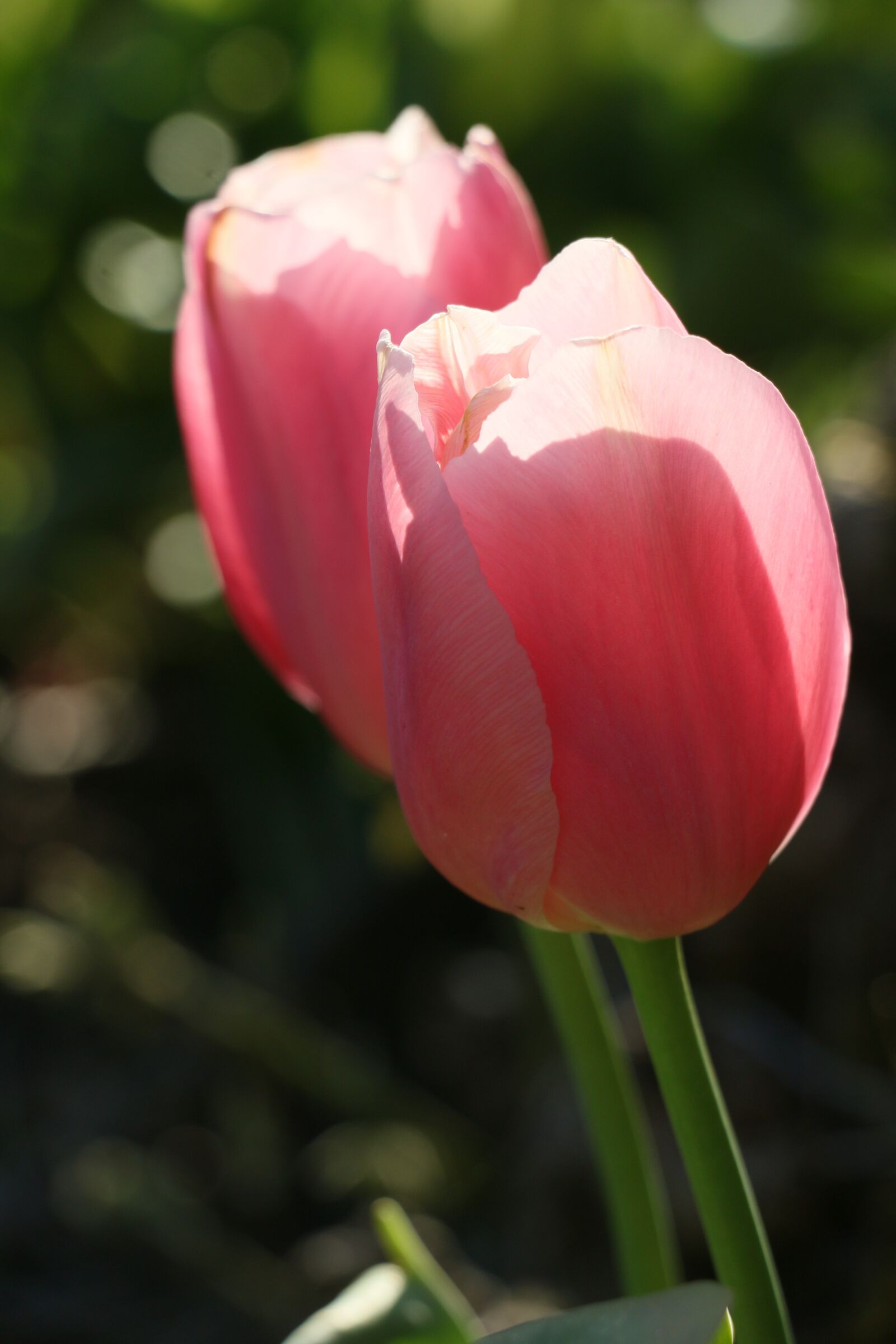 Canon EOS 70D sample photo. Pink, tulip, spring photography
