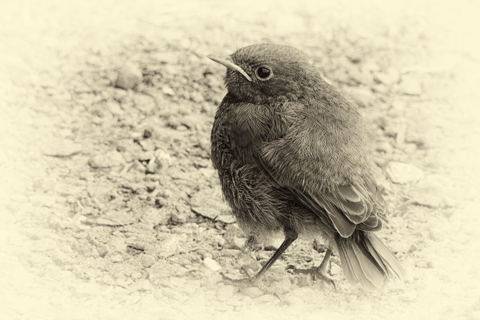 Nikon Coolpix P900 sample photo. Vergilbtvogel, plumage, black and photography