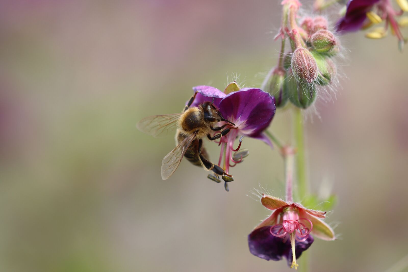 Canon EOS 90D sample photo. Bee, wasp, insect photography