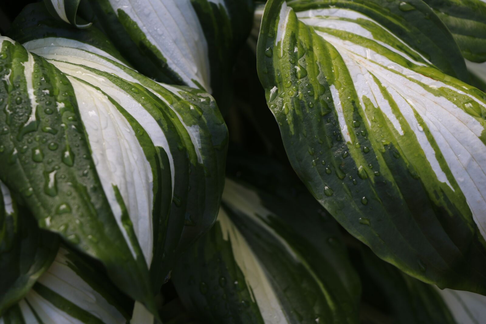 Canon EF-S 18-135mm F3.5-5.6 IS USM sample photo. Leaf, pattern, green photography