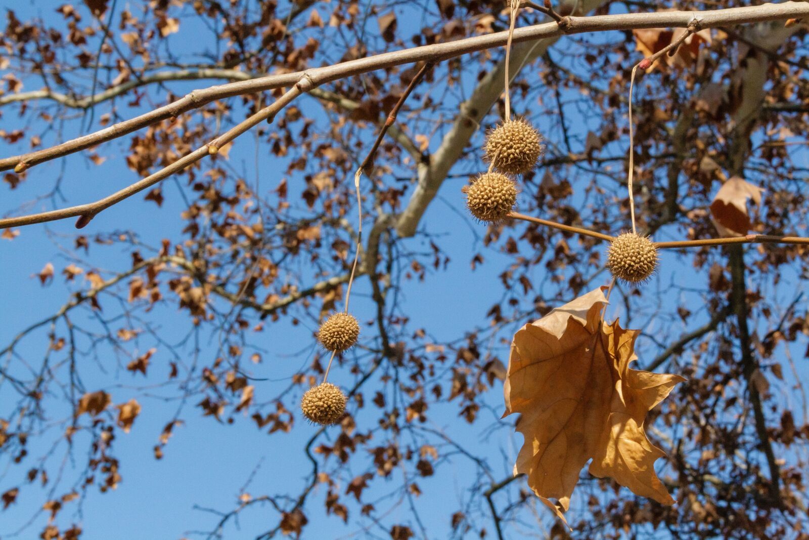 Canon EF-S 18-55mm F3.5-5.6 sample photo