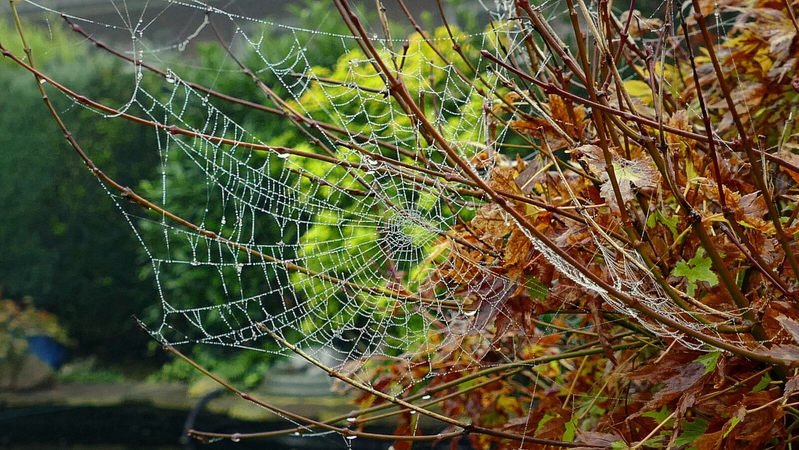 Panasonic Lumix DMC-FZ1000 sample photo. Cobweb, autumn, web photography