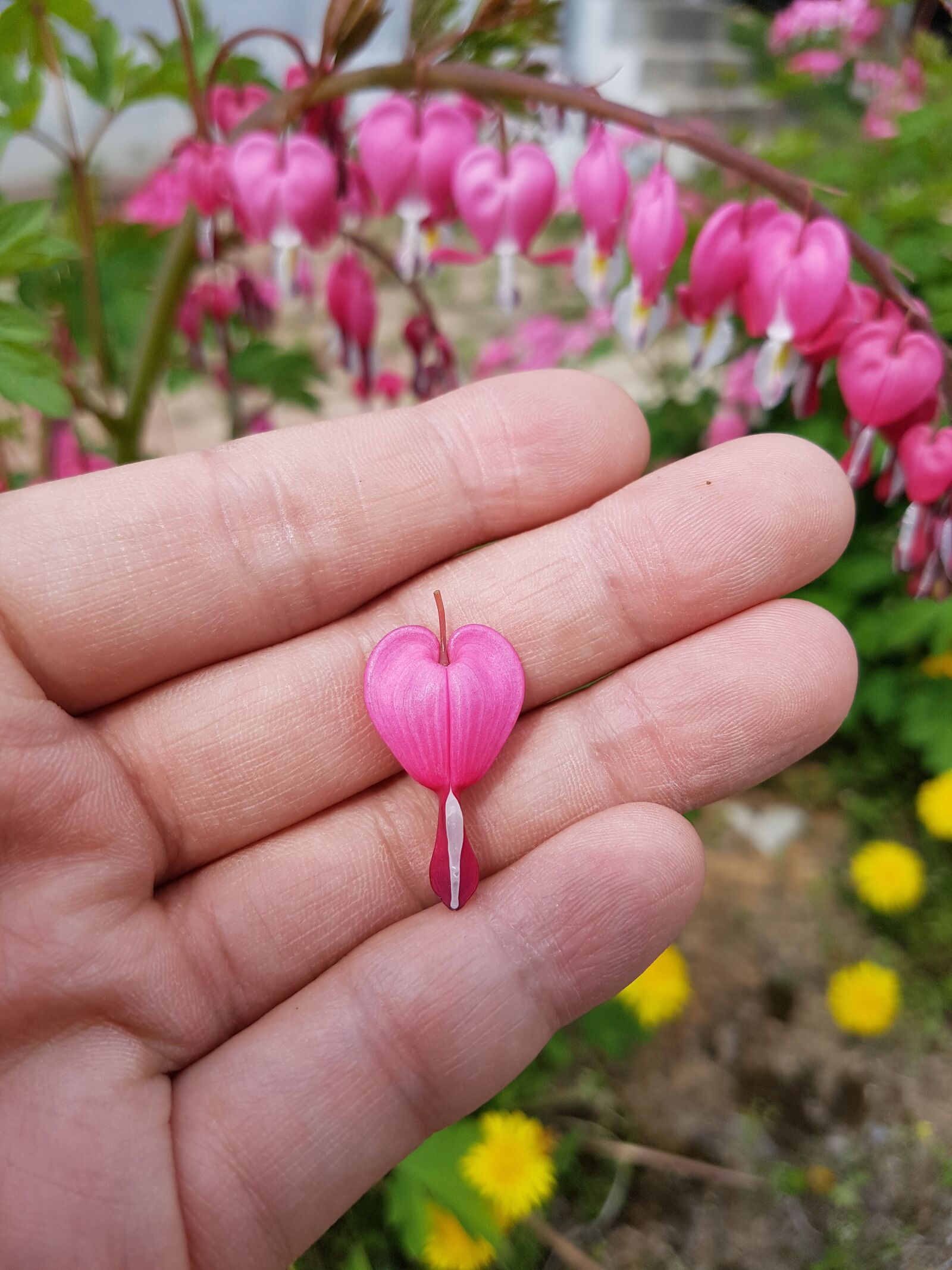 Samsung Galaxy S7 Edge sample photo. Bleeding heart, flowers, spring photography