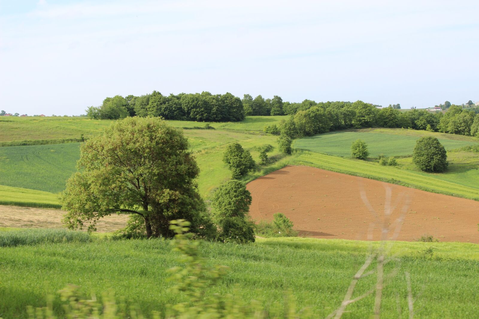 Canon EOS 600D (Rebel EOS T3i / EOS Kiss X5) sample photo. Nature, greens, tree photography