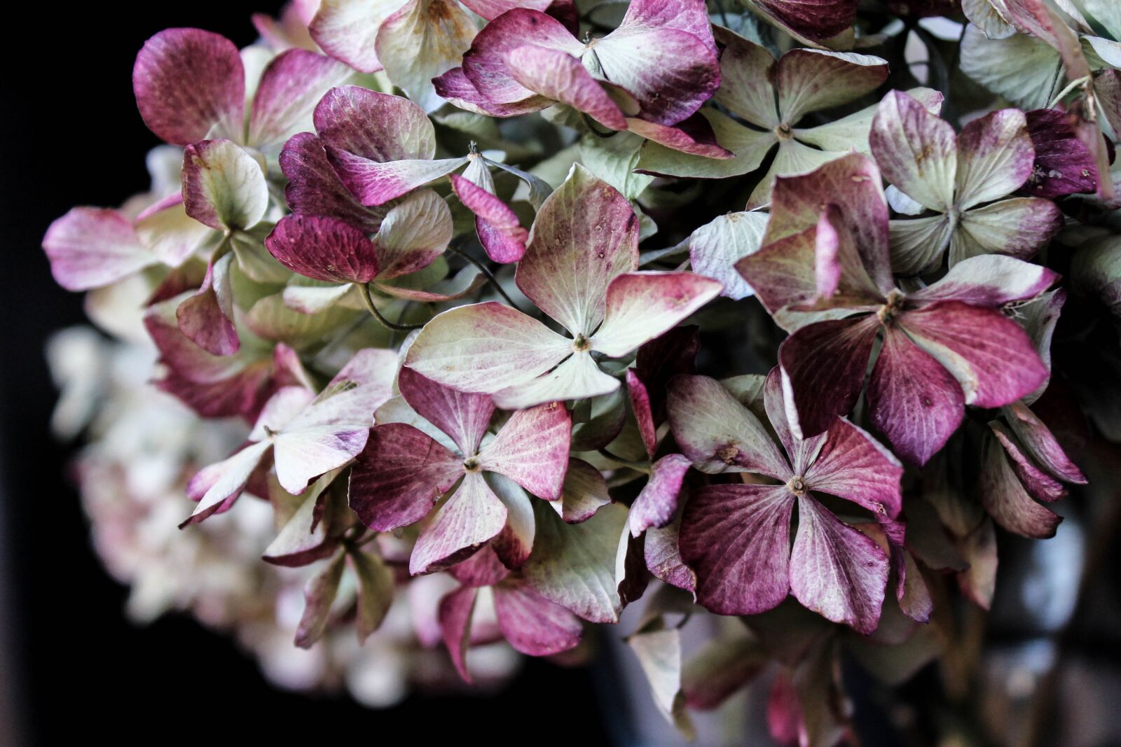 Canon EOS 1100D (EOS Rebel T3 / EOS Kiss X50) sample photo. Hydrangea, flower, bouquet photography