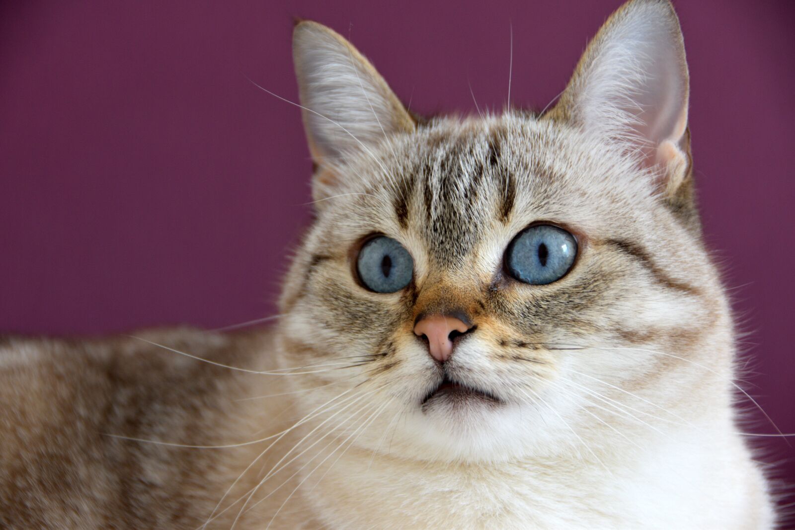 Nikon D5600 sample photo. Cat, cute, look photography